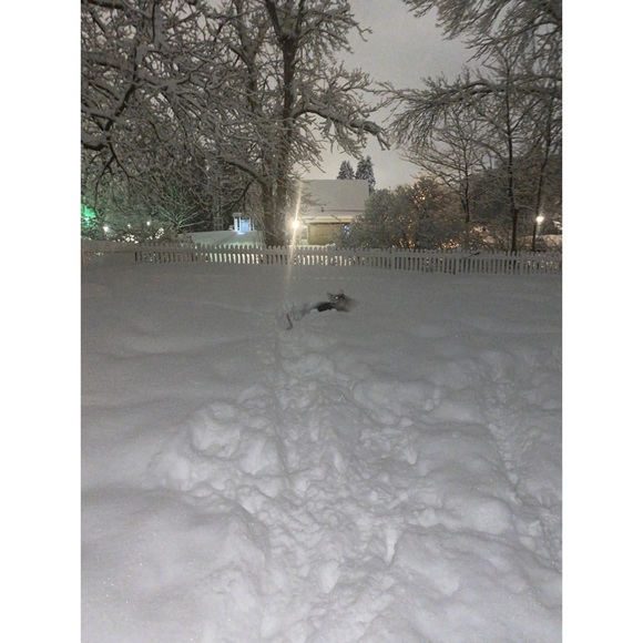 Boohoo Man Worldwide Side Tape Shorts - Picture 14 of 14